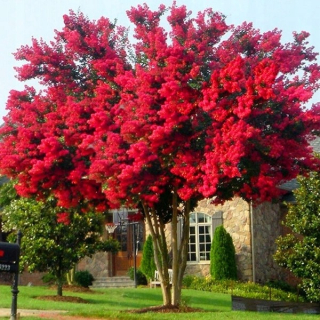 INDICKÁ LAGERSTROEMIA ČERVENÁ, BEZ POLUDANIA, NAJDLHŠIE KVINUTÝ KRÍK NA SVETE